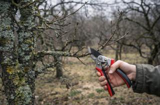 В январе советуют осматривать деревья без листвы на мох и сухие ветви — The Progress