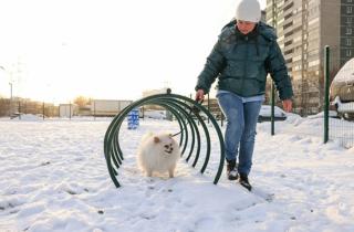Лужи манят, беды следуют: весенние прогулки сеют инфекции среди домашних любимцев
