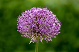 Декоративный лук высаживают осенью до наступления заморозков