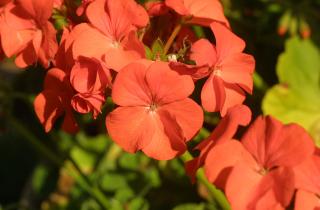 Ошибка при зимовке герани: неправильное место хранения может ослабить растение