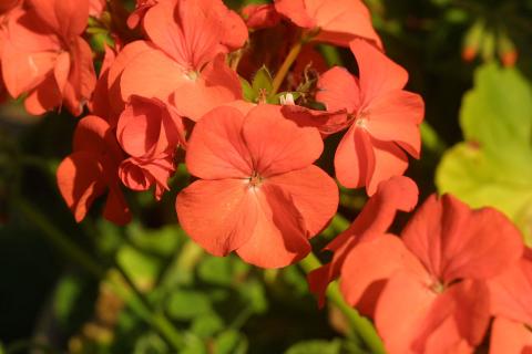 Ошибка при зимовке герани: неправильное место хранения может ослабить растение