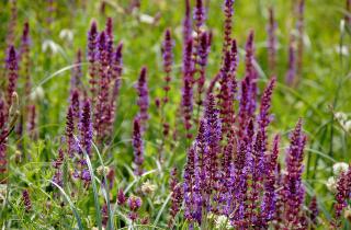 Посадила шалфей на подоконнике — и теперь кухня пахнет как средиземноморский сад