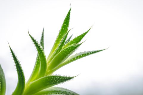 Переувлажнение становится главной причиной гибели алоэ — цветоводы