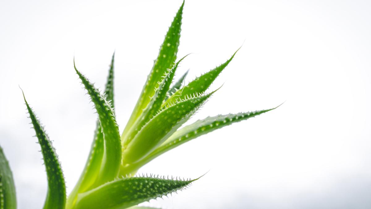 Листья алоэ