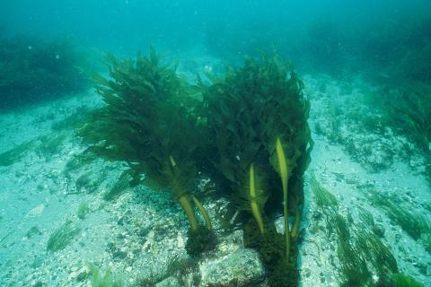 Морские водоросли
