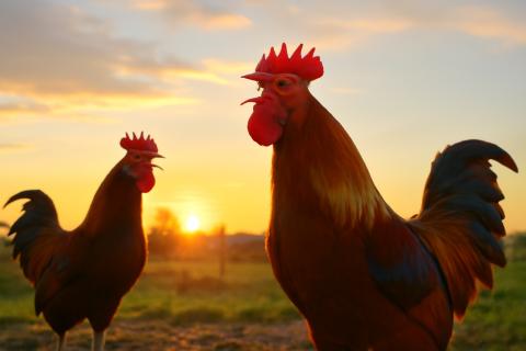 Петухи используют крик для охраны территории и предупреждения стаи — зоологи