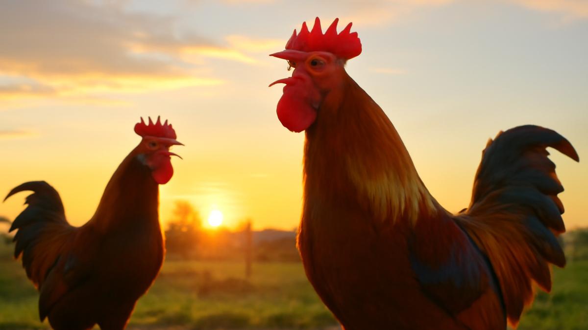 Петухи кричат на рассвете