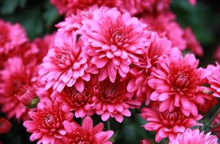 Агроном Ветров: морозостойкие сорта хризантем помогут избежать потерь зимой