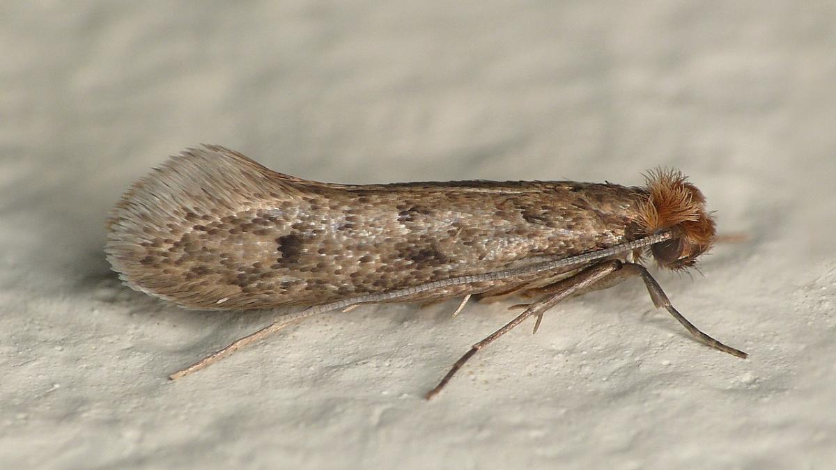Одежная моль, Tinea pellionella Одежная моль, Tinea pellionella