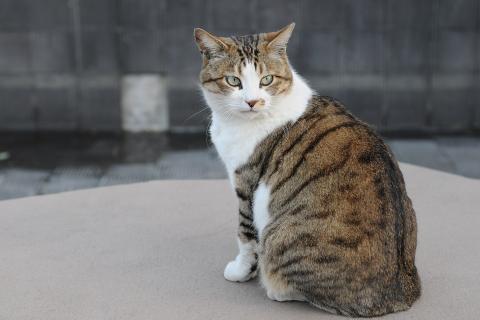 Кошкам подходят мячики, игрушки с перьями и головоломки для тренировки мышц и охотничьих навыков