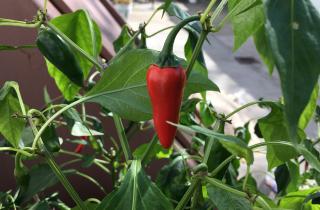 Иван Смирнов: горький перец можно вырастить в домашних условиях