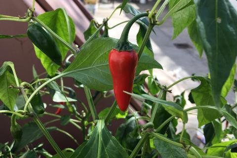Иван Смирнов: горький перец можно вырастить в домашних условиях