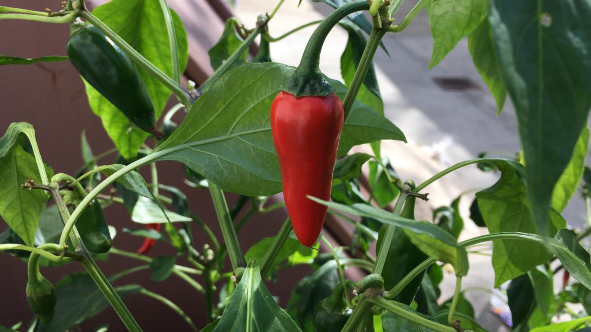 Кайенский перец