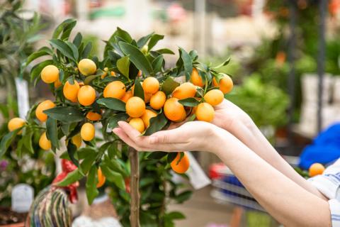 Некоторые виды экзотических растений можно выращивать в квартире — садовод Воронова