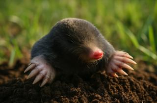 Натуральные винные пробки отпугивают кротов запахом — агрономы