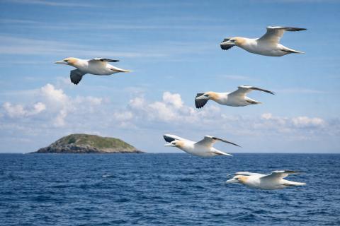 Мировой океан накопил рекордный объём тепла в 2025 году — учёные