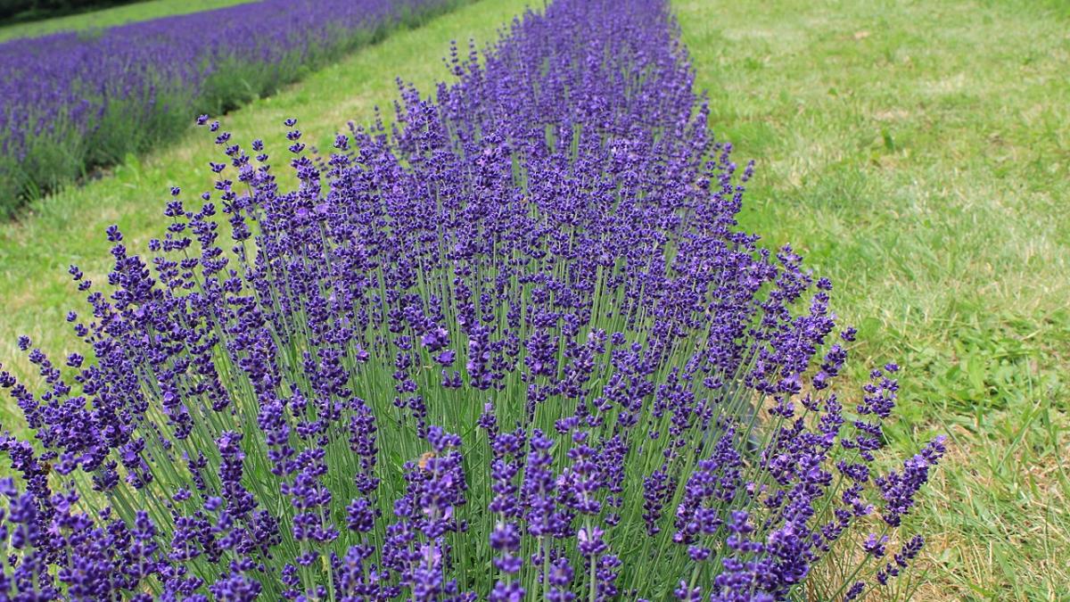 Лаванда