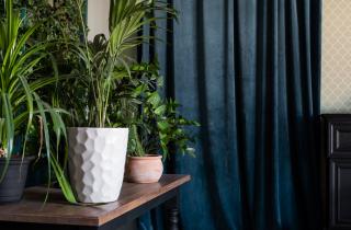 Сухой воздух зимой приводит к болезням комнатных растений — Антонов сад