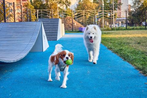 Размер собаки не влияет на её интеллект