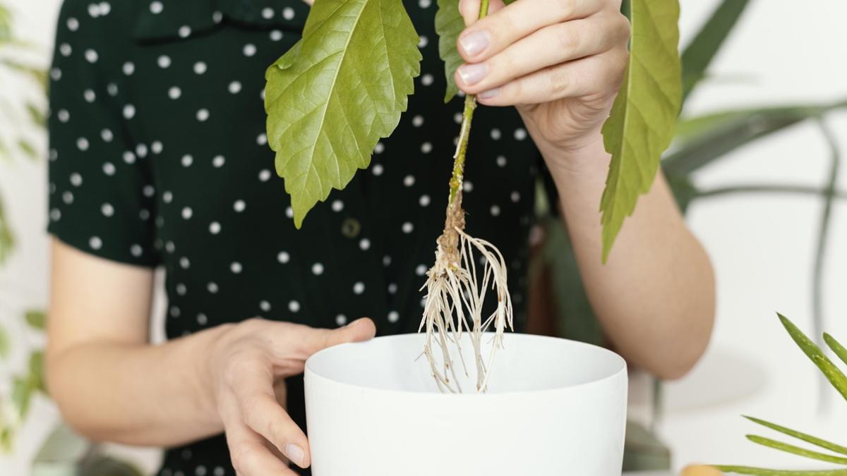 Черенкование растений