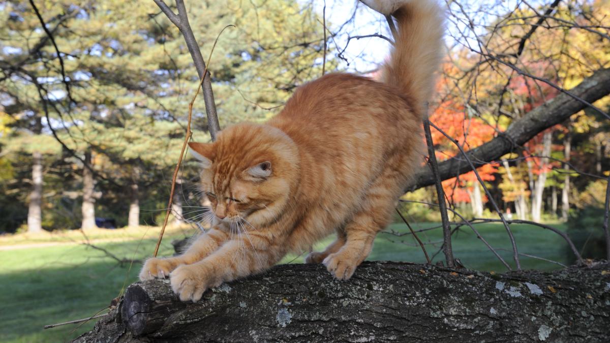 Кошка точит когти Кошка точит когти