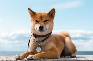 Ветеринар: короткошёрстные собаки мёрзнут уже при -5 градусах