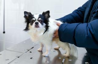 Частое мочеиспускание у собаки может быть вызвано заболеваниями