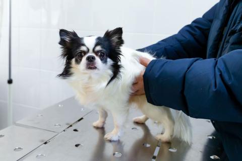 Частое мочеиспускание у собаки может быть вызвано заболеваниями