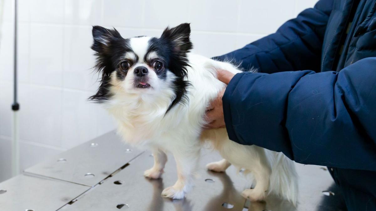 ветеринария