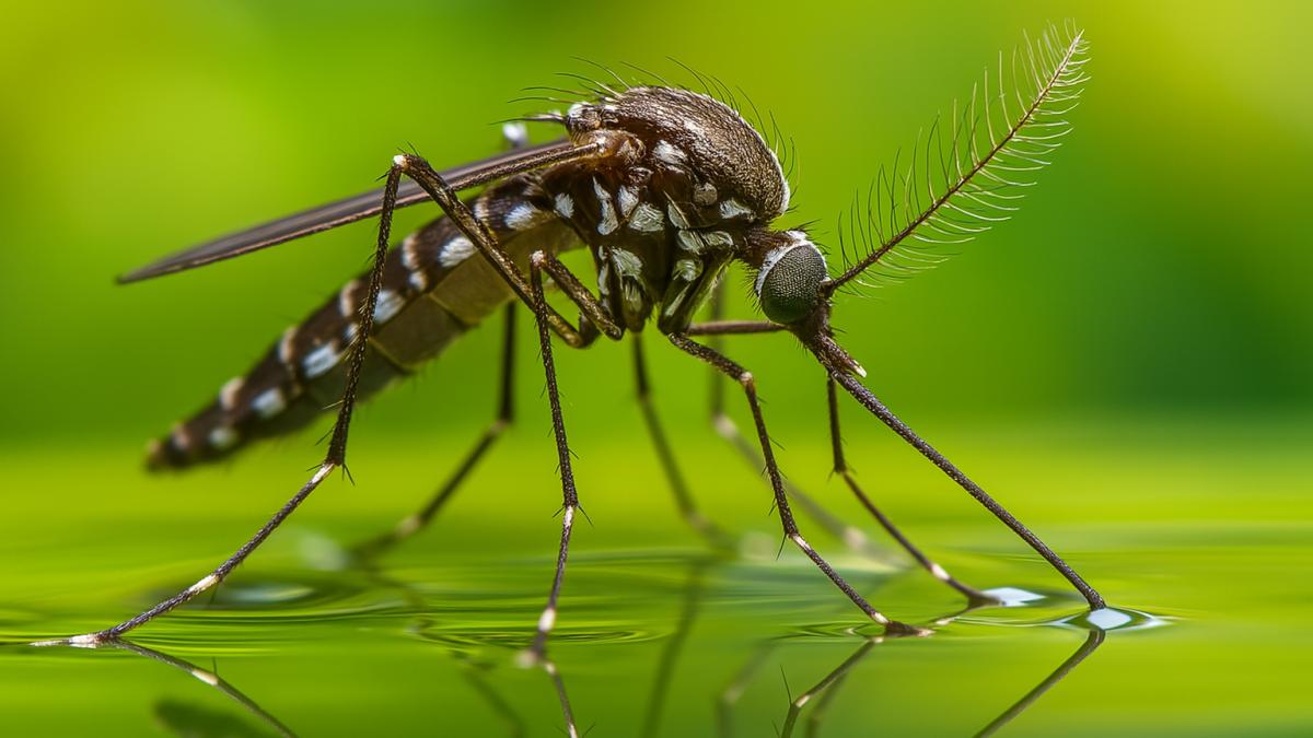 Комар Комар