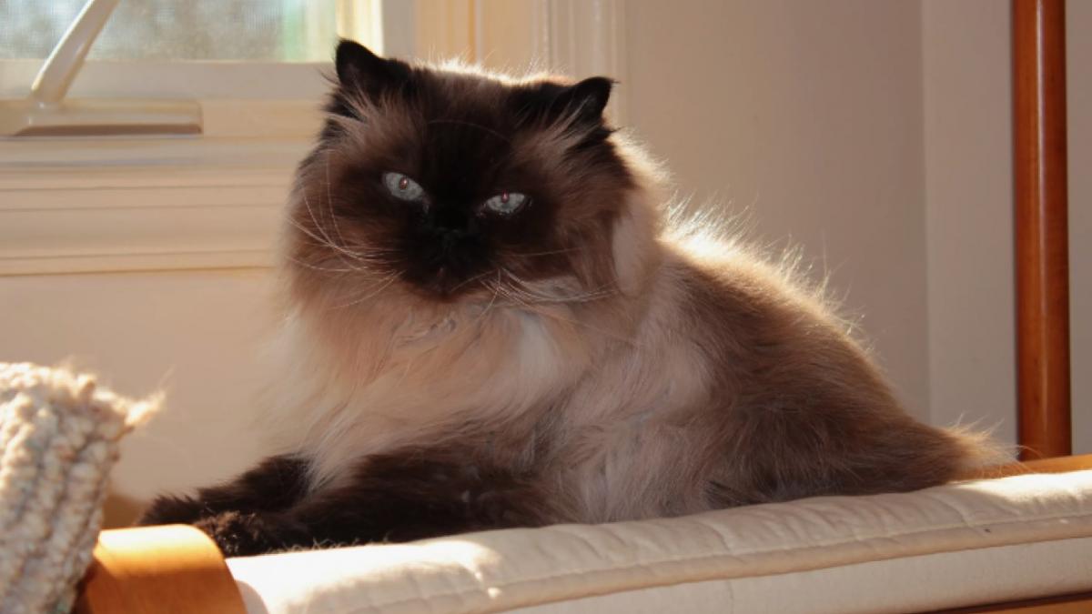 Кот