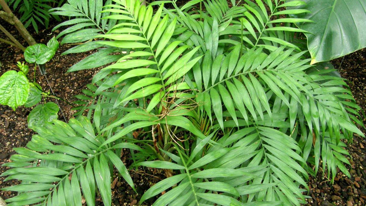 Пальма белла Пальма белла