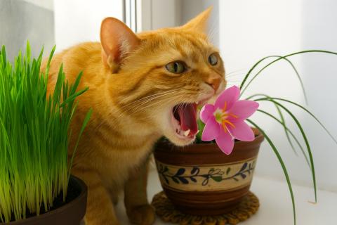 Кота можно отучить копать в цветочных горшках с помощью игрушек