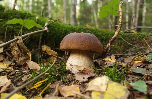 Грибы от гриппа: как обычный продукт может защитить иммунитет