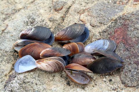 Замораживание мидий в микроволновке делает мясо жёстким — кулинары