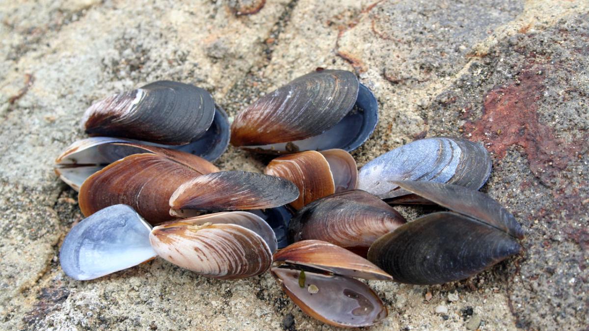 Средиземноморские мидии