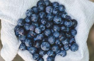 Сок из кислых ягод запускает перемены в крови: холестерин сдаёт позиции без жёстких диет