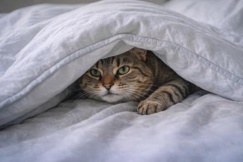 Запах страха против феромонов: невидимые сигналы помогают мозгу кошки переключиться на покой