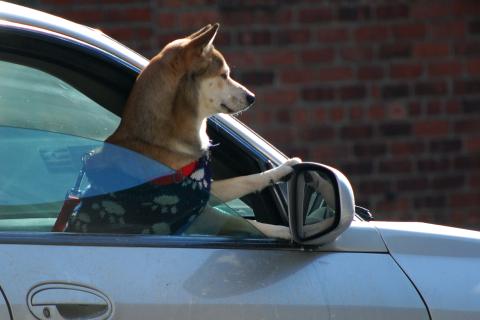 Собаку нужно приучать к машине с четырёх месяцев, чтобы снизить тревожность при поездках