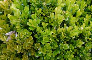 Глубокий полив осенью помогает хвойным переживать морозы — садоводы