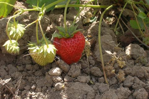 Землянику удобряют три четыре раза за сезон для стабильного плодоношения — Марина Власова