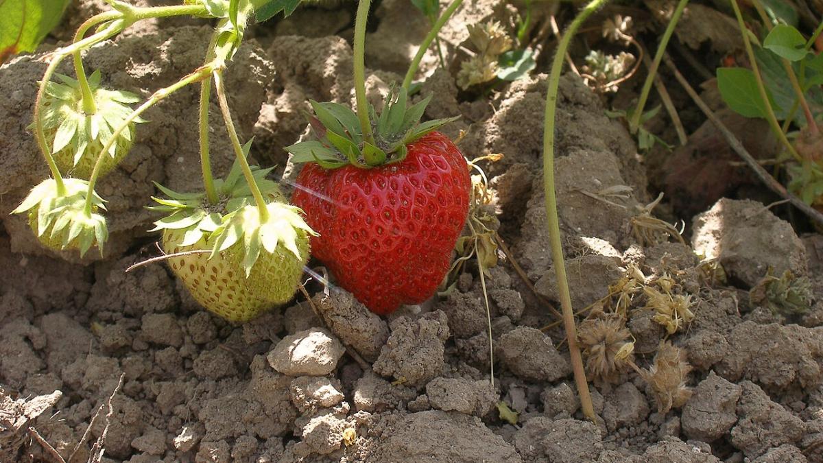 Земляника садовая