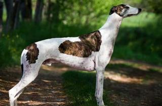 Грейхаунд считается одной из самых тихих пород — заводчики