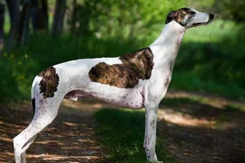 Грейхаунд считается одной из самых тихих пород — заводчики