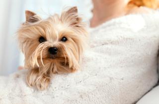 Морфология черепа собак не определяет их рабочие способности — Science Advances