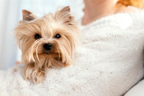 Морфология черепа собак не определяет их рабочие способности — Science Advances