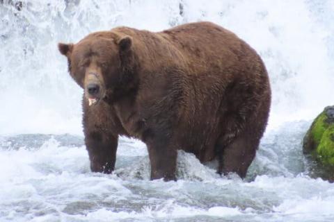 Медведь Чанк с поломанной челюстью признан самым толстым на Аляске и стал символом силы
