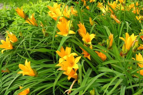 Уменьшение цветения лилейников при плотных комках, подтвердили агрономы