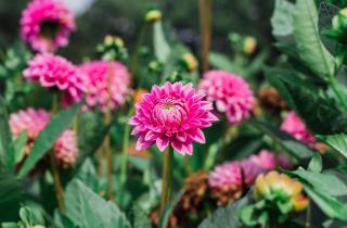 Толстый слой компоста защищает клубни георгин от морозов — Марта Стюарт