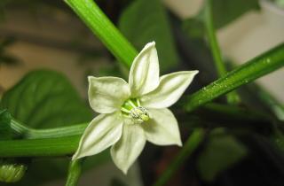 Перец чёрный представляет собой тропическую лиану пригодную для комнатного разведения — Елена Кравцова